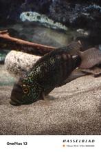 koppel Jack dampsey, Dieren en Toebehoren, Vissen | Aquariumvissen, Vis, Zoetwatervis