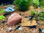 Neocaridina Blue Velvet, blauwe garnaal, Kreeft, Krab of Garnaal, Zoetwatervis