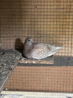 Reisduif jonge te reserveren, Dieren en Toebehoren, Vogels | Duiven