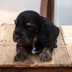 🩵 Super Mooie Langhaar teckeltjes 🩷, Dieren en Toebehoren, Honden | Teckels en Dashonden, België, 8 tot 15 weken, Dwerg, Langhaar