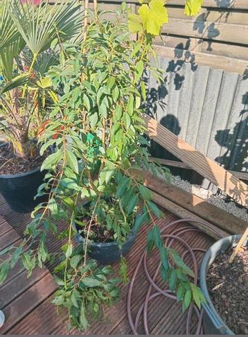Forsitia  struik tekoop in mooie bloempot beschikbaar voor biedingen