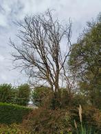 Gratis boom voor brandhout, Tuin en Terras, Ophalen, Volle zon, Overige soorten, 250 tot 400 cm