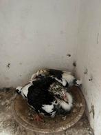 Jonge kleurpostduiven., Dieren en Toebehoren