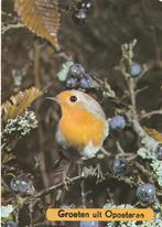 ROODBORSTJE  uit  OPOETEREN, Verzamelen, Postkaarten | Dieren, Verzenden, 1980 tot heden, Gelopen, Vogel