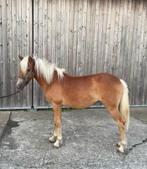 Haflinger jaarling merrie, Dieren en Toebehoren, Paarden, Merrie, Met stamboom, 0 tot 2 jaar