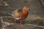 OPALINE BLEU-VIOLET SPLENDIDE, Perruche, Plusieurs animaux, Parleur