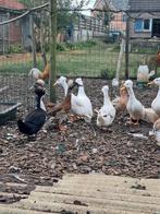 Koppels oud hollandse kuifeenden, Dieren en Toebehoren, Meerdere dieren, Eend