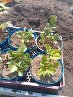 Dahlia in pot, Tuin en Terras, Ophalen