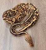 Ball python pastel mojave leopard yellow belly het clown man, Dieren en Toebehoren, Reptielen en Amfibieën