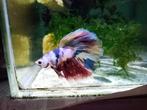 Clown koi multicolor betta man, Dieren en Toebehoren, Vissen | Aquariumvissen, Vis