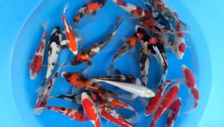 Voordelig groter aantal Japanse Tosai/Nisai bestellen, Dieren en Toebehoren, Vissen | Vijvervissen, Karper of Koi