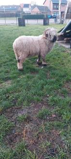 Walliser schwarznase ram, Dieren en Toebehoren, Mannelijk, Schaap