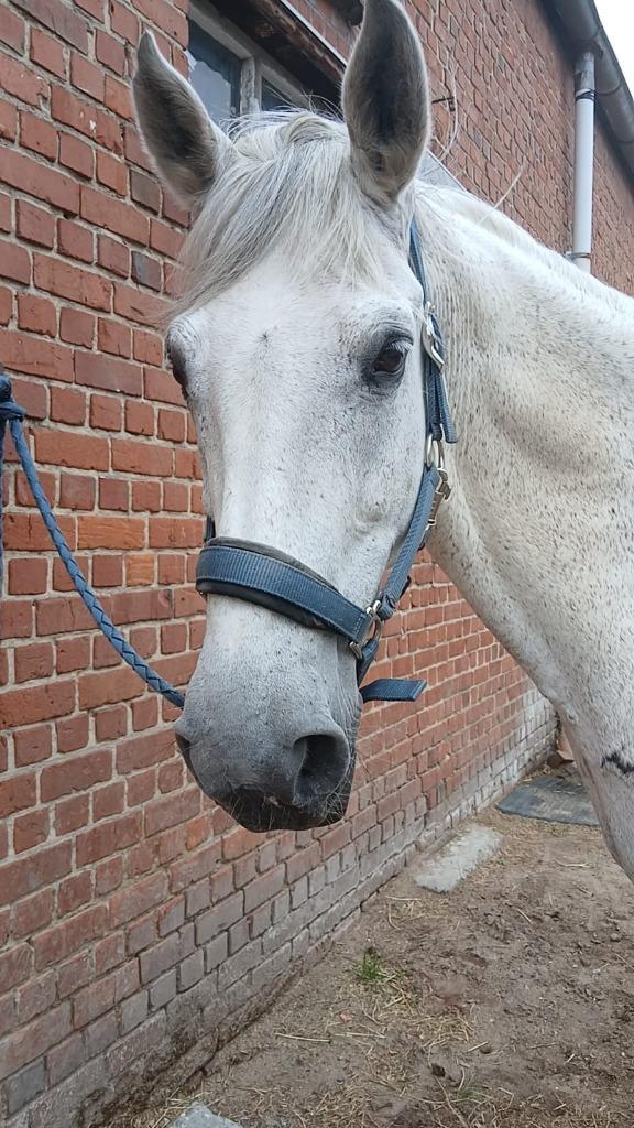 wandelpaard te koop, Dieren en Toebehoren, Paarden, Ruin, Niet van toepassing, Minder dan 160 cm, 11 jaar of ouder, Recreatiepaard