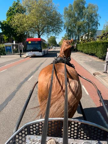 Kwpn merrie beschikbaar voor biedingen