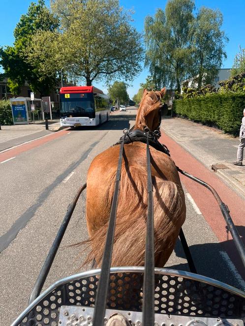Kwpn merrie, Dieren en Toebehoren, Paarden