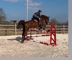 Springpaard, Dieren en Toebehoren, Pony's, Merrie, B, Gechipt, Springpony