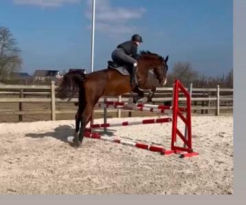Springpaard beschikbaar voor biedingen