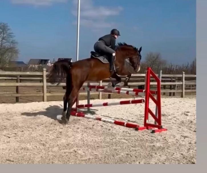 Springpaard, Dieren en Toebehoren, Pony's, Merrie, B, Springpony, 11 jaar of ouder, Met stamboom, Gechipt, Ontwormd, Ingeënt