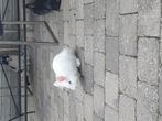 Leeuwtje super tam, Dieren en Toebehoren, Konijnen