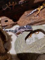 Luipaardgekko's, Dieren en Toebehoren