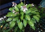 Hosta Dax, Ophalen of Verzenden