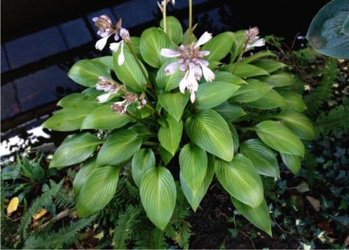 Hosta Dax, Tuin en Terras, Planten | Tuinplanten, Ophalen of Verzenden