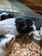 Cobaye a donner, Animaux & Accessoires, Avril, Mâle, Cobaye