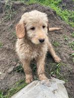 Mooie medium goldendoodle pups!, Animaux & Accessoires, Chiens | Retrievers, Épagneuls & Chiens d'eau, Golden retriever, Plusieurs