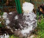 Gezocht : zijdehoenders met krul veren ., Poule ou poulet, Plusieurs animaux