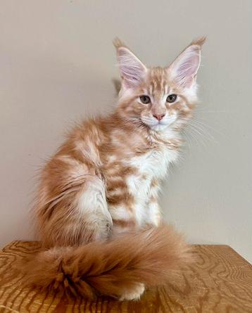 Prachtige Maine Coon kater – Red Classic Tabby met wit beschikbaar voor biedingen