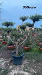 Olijfbomen olea europaea plato half april in België!, Enlèvement