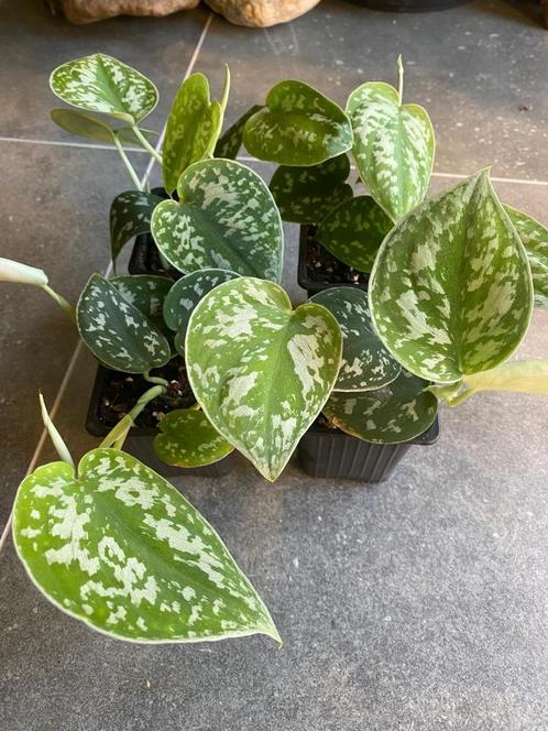 Scindapsus pictus, Huis en Inrichting, Kamerplanten, Overige soorten, Minder dan 100 cm, Groene kamerplant, Halfschaduw, In pot