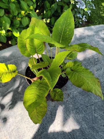 Persicaria Speciosa beschikbaar voor biedingen