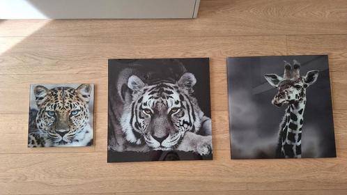 Stijlvolle plexiglas dierenfoto’s - karaktervolle eyecatcher, Huis en Inrichting, Woonaccessoires | Wanddecoraties, Zo goed als nieuw