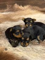YorkShire pupjes, Dieren en Toebehoren, België, 8 tot 15 weken, Meerdere, Meerdere dieren