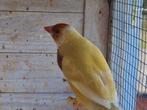 Gouldamandines goulds exoten, Dieren en Toebehoren