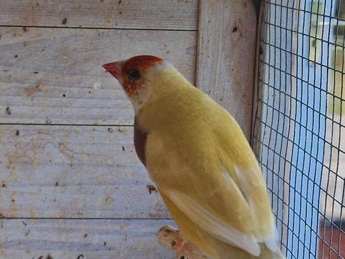 Gouldamandines goulds exoten, Dieren en Toebehoren, Vogels | Overige Vogels