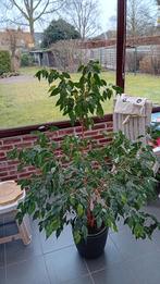 Ficus Benjamina Exotica fikus plante d'intérieur 150 cm, Enlèvement, Ficus, En pot, Plein soleil
