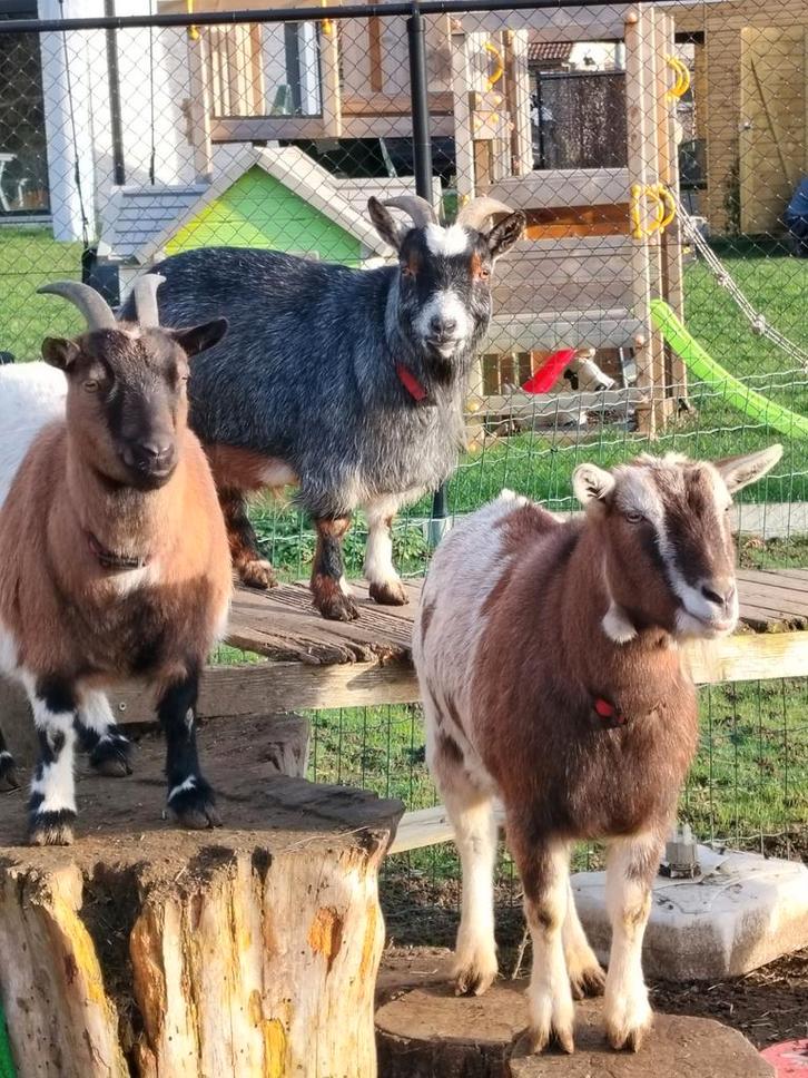 Geiten zoeken nieuwe thuis, Dieren en Toebehoren, Schapen, Geiten en Varkens, Geit, Meerdere dieren