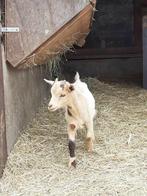 Maanvlek bokje ., Dieren en Toebehoren, Schapen, Geiten en Varkens, Mannelijk, Geit, 0 tot 2 jaar