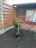 Japanse esdoorn te koop., Tuin en Terras, Ophalen