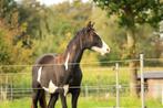 2-jarige overo ruin, Dieren en Toebehoren, Paarden, Ruin, 0 tot 2 jaar