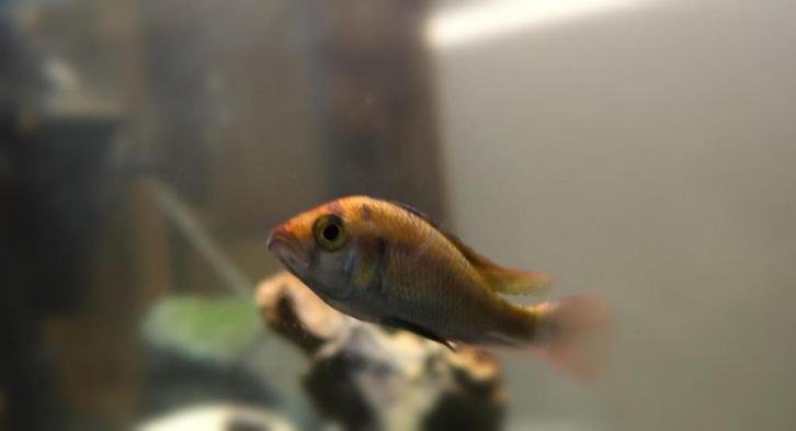 Haplochromis Sp. Ruby Green lake Nawampassa, Dieren en Toebehoren, Vissen | Aquariumvissen, Zoetwatervis, Vis