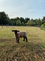 Suffolk ooi, Dieren en Toebehoren