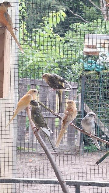 Roodruggen 2025, Plusieurs animaux, Perruche, Bagué