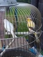 JONGE KWEEKRIJPE KANARIE POPJES van 2025 geringd, Dieren en Toebehoren, Vogels | Kanaries, Vrouwelijk, Zangkanarie