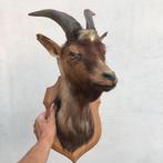 Geitenkop met gewei - taxidermie - opgezette bok, Verzamelen, Dierenverzamelingen, Ophalen of Verzenden, Gebruikt, Boerderijdier