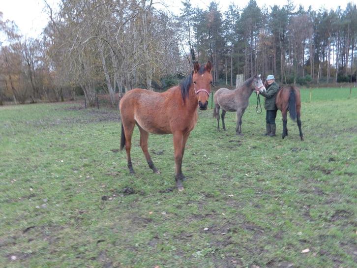 pony te koop, Animaux & Accessoires, Poneys, Hongre, Non dressé, Poney D (1.37 m à 1.48m), Poney de récréation, 0 à 2 ans, Avec puce électronique