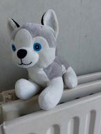 Un câlin doux. Husky aux beaux yeux bleus., Enlèvement