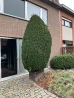 Gratis taxus, Tuin en Terras, Vaste plant, Bloeit niet, Halfschaduw, Ophalen